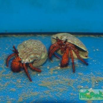Dardanus megistos