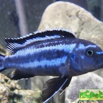 Melanochromis johannii