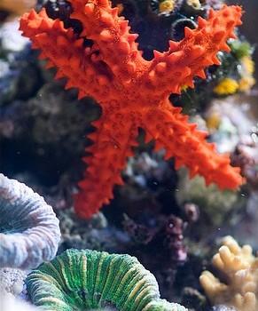 Echinaster echinophorus