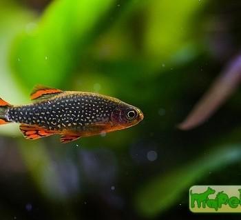 Danio margaritatus (Celestichthys margaritatus)