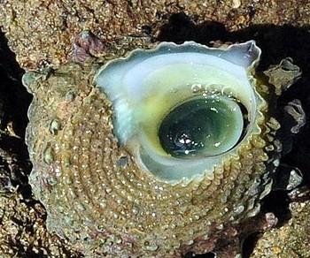 Astraea sp.
