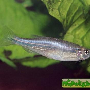 Danio kerri