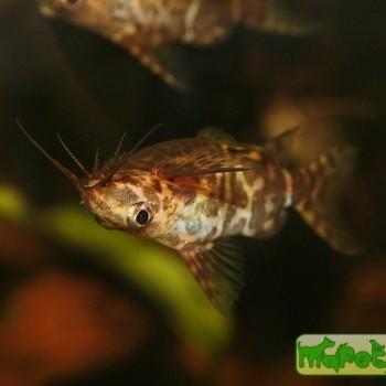 Synodontis sp.