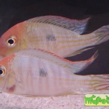Geophagus sp.