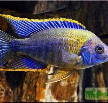 Aulonocara sp.