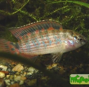 Badis ruber
