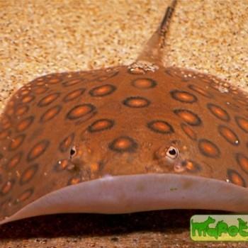 Potamotrygon motoro