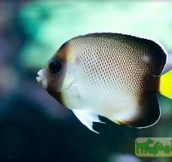 Apolemichthys xanthurus