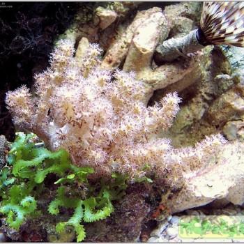 Lemnalia sp.