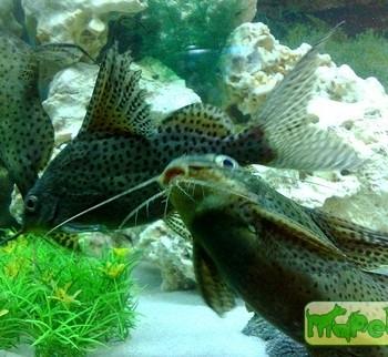 Synodontis eupterus