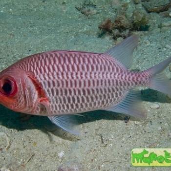 Myripristis hexagona