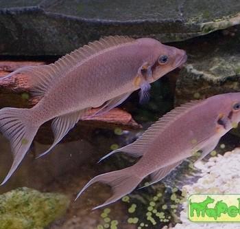 Neolamprologus brichardi