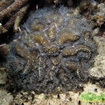 Symphyllia sp.