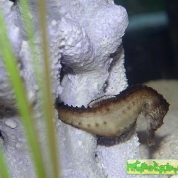 hippocampus fuscus