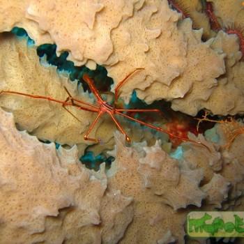 Stenorhynchus seticornis