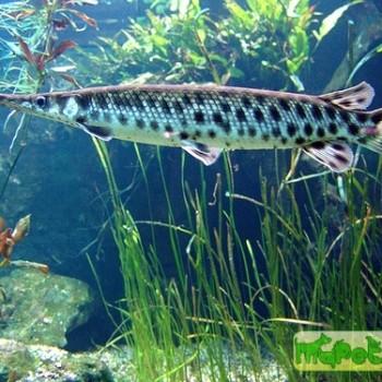 Lepisosteus oculatus