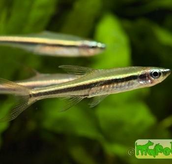 Rasbora gracilis