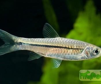 Esomus metallicus