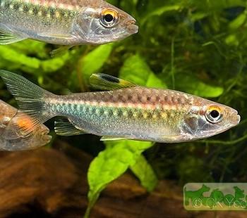 Arnoldichthys spilopterus