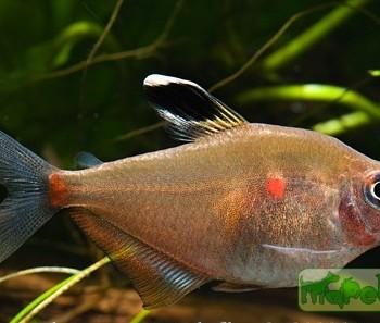 Hyphessobrycon socolofi