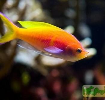 Pseudanthias (Mirolabrychthys) ignitus
