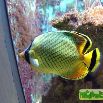 Chaetodon rafflesi