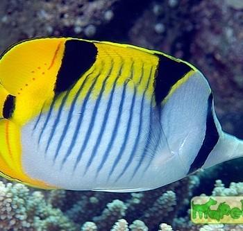 Chaetodon falcula