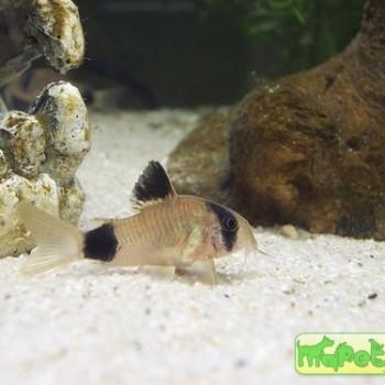 Corydoras panda