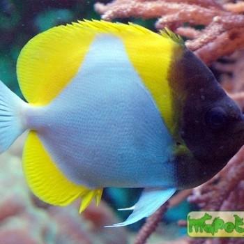 Hemitaurichthys polylepis