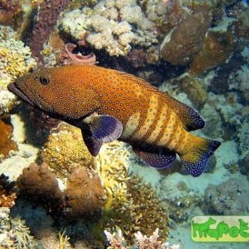 Cephalopholis argus