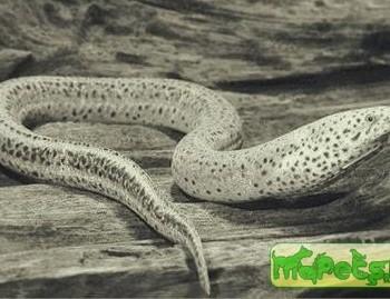 Monopterus albus