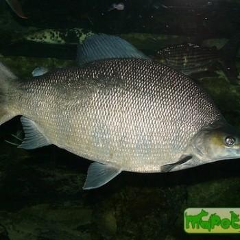 Distichodus lusosso