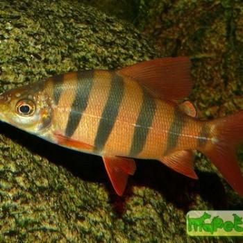 Distichodus sexfasciatus