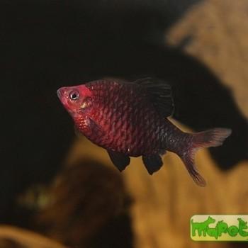 Puntius nigrofasciatus (Barbus nigrofasciatus)
