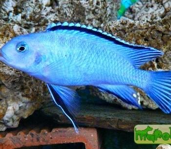 Pseudotropheus socolofi