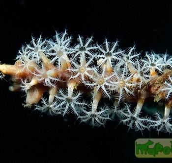 Menella sp.