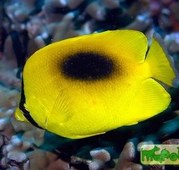 Chaetodon speculum