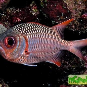 myripristis violacea