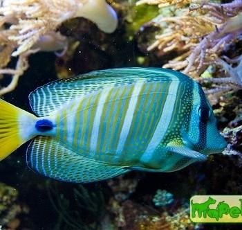Zebrasoma veliferum