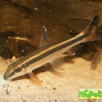 Epalzeorhynchos kalopterus