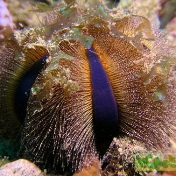 Mespilia globulus