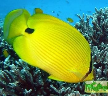 Chaetodon andamanensis