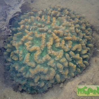 Pectinia sp.