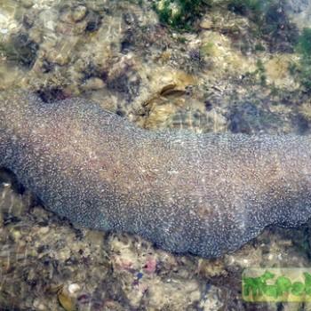 Polyphyllia talpina