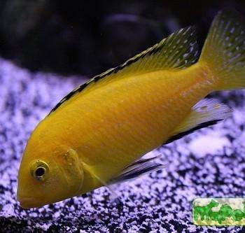 Labidochromis caeruleus