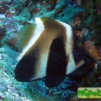 Heniochus pleurotaenia