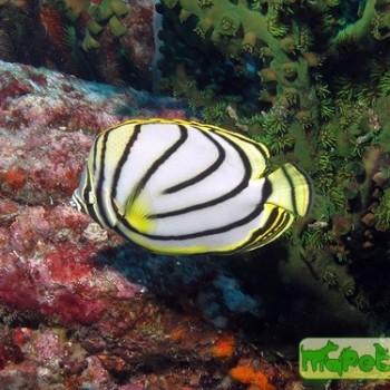 chaetodon meyeri