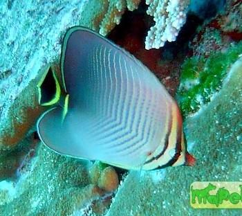 Chaetodon triangulum