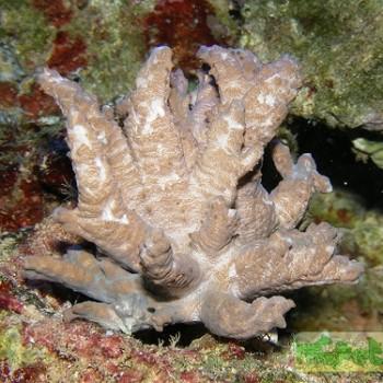 Alcyonium sp.