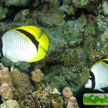 chaetodon lineolatus